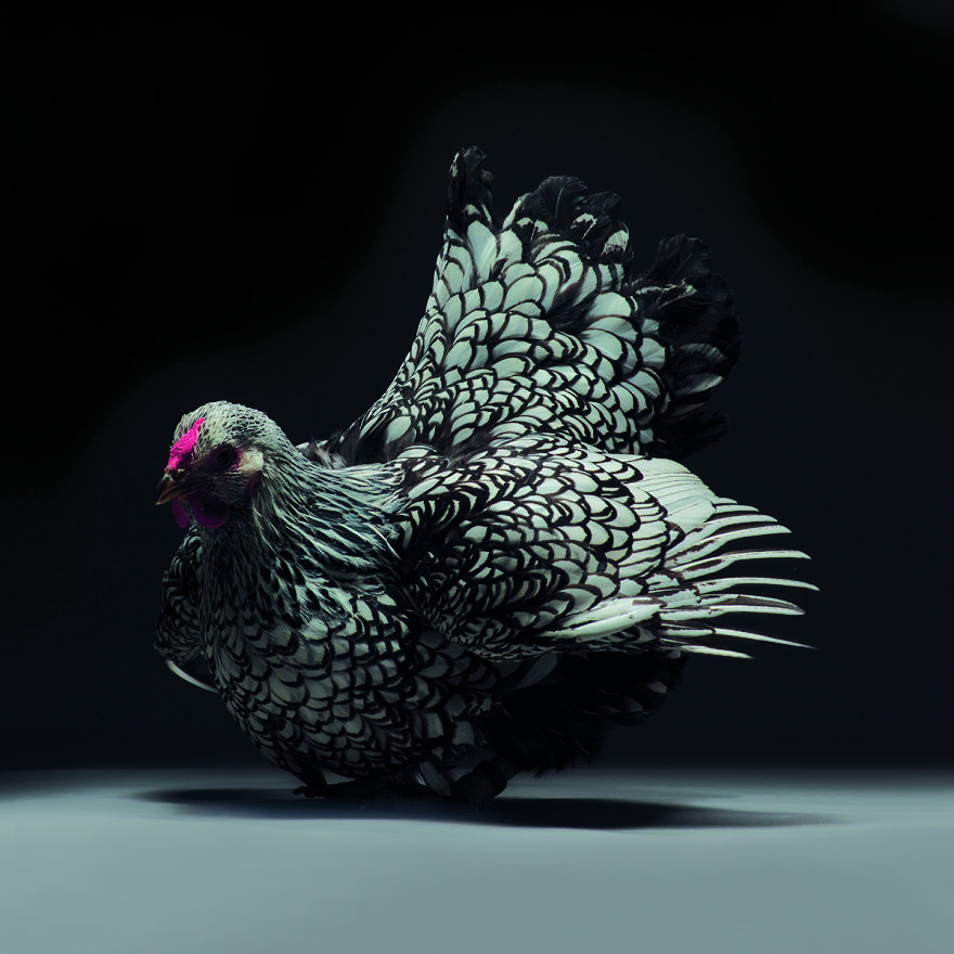 Bên cạnh hotboy và hotgirl, giờ ta có cả 'hotchick' Bên cạnh hotboy và hotgirl, giờ ta có cả 'hotchick'