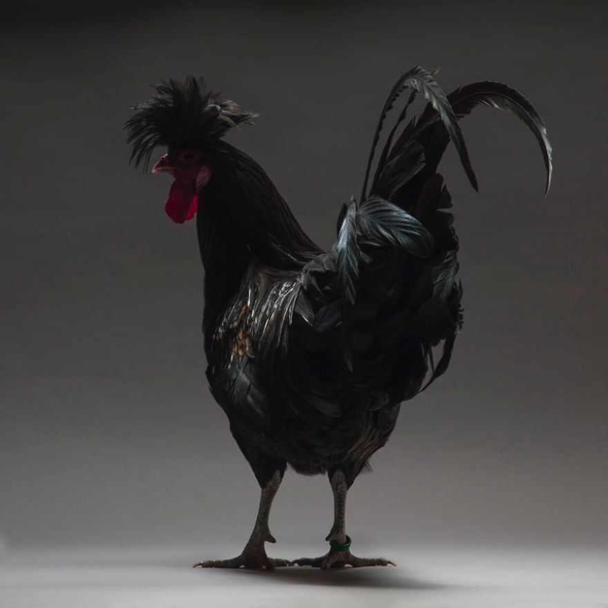 Bên cạnh hotboy và hotgirl, giờ ta có cả 'hotchick' Bên cạnh hotboy và hotgirl, giờ ta có cả 'hotchick'