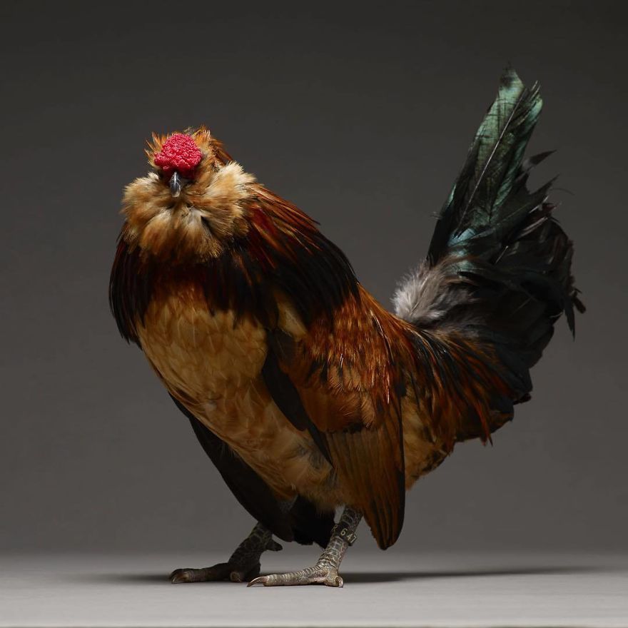 Bên cạnh hotboy và hotgirl, giờ ta có cả 'hotchick' Bên cạnh hotboy và hotgirl, giờ ta có cả 'hotchick'