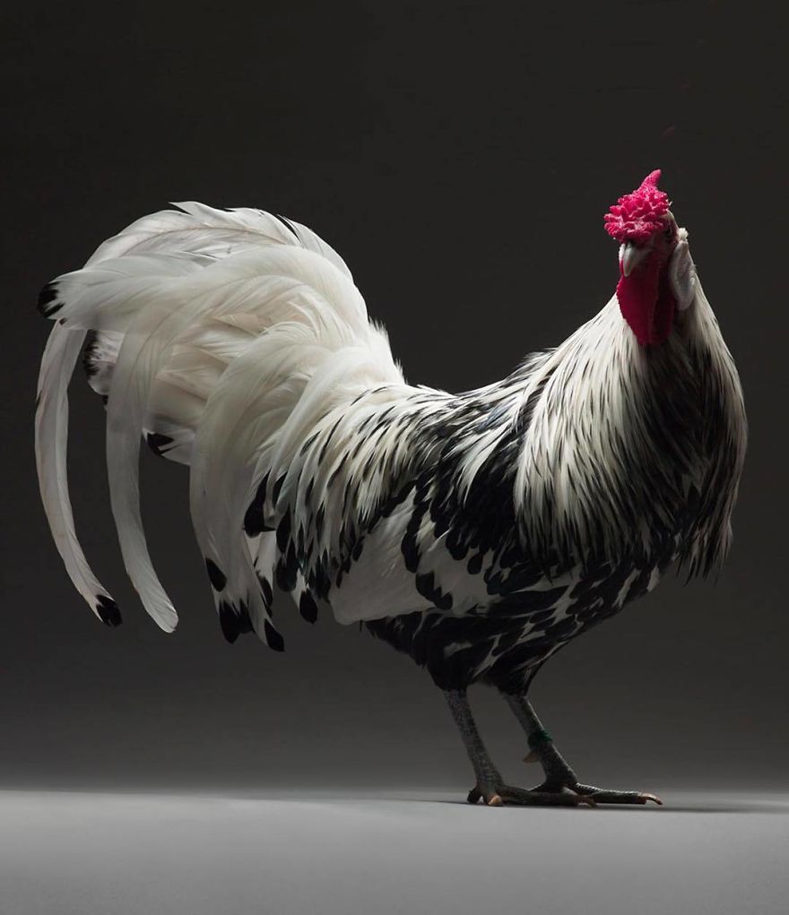 Bên cạnh hotboy và hotgirl, giờ ta có cả 'hotchick' Bên cạnh hotboy và hotgirl, giờ ta có cả 'hotchick'