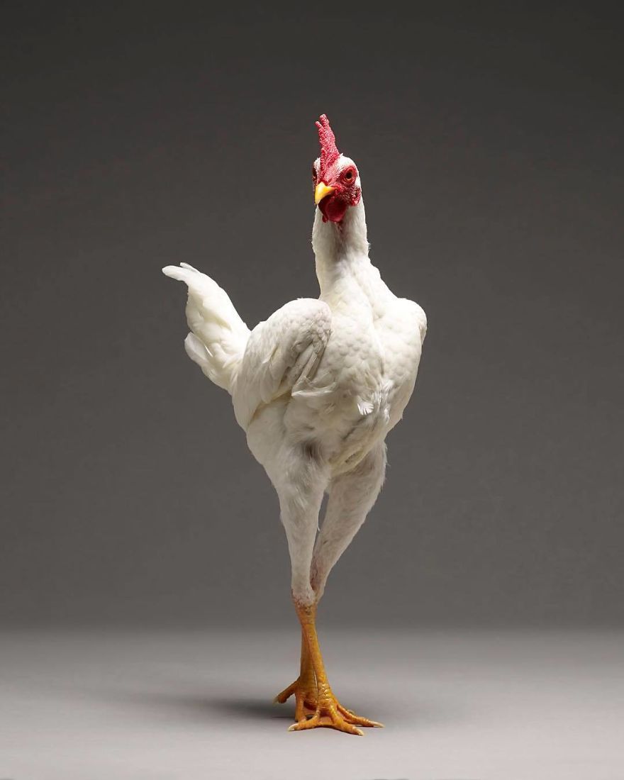 Bên cạnh hotboy và hotgirl, giờ ta có cả 'hotchick' Bên cạnh hotboy và hotgirl, giờ ta có cả 'hotchick'