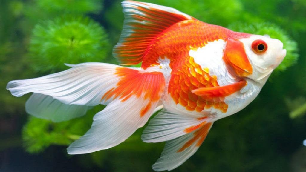 18 điều bạn bị 'lừa' khi còn nhỏ và vẫn còn tin cho tới bây giờ 18 điều bạn bị 'lừa' khi còn nhỏ và vẫn còn tin cho tới bây giờ