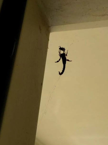 'Ác mộng' cho người sợ nhện: Loạt hình nhện xơi tái con mồi lớn hơn gấp nhiều lần 'Ác mộng' cho người sợ nhện: Loạt hình nhện xơi tái con mồi lớn hơn gấp nhiều lần