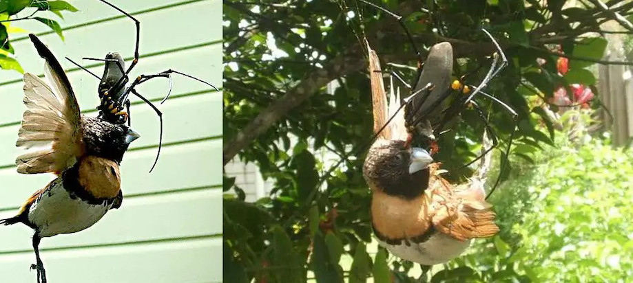 'Ác mộng' cho người sợ nhện: Loạt hình nhện xơi tái con mồi lớn hơn gấp nhiều lần 'Ác mộng' cho người sợ nhện: Loạt hình nhện xơi tái con mồi lớn hơn gấp nhiều lần