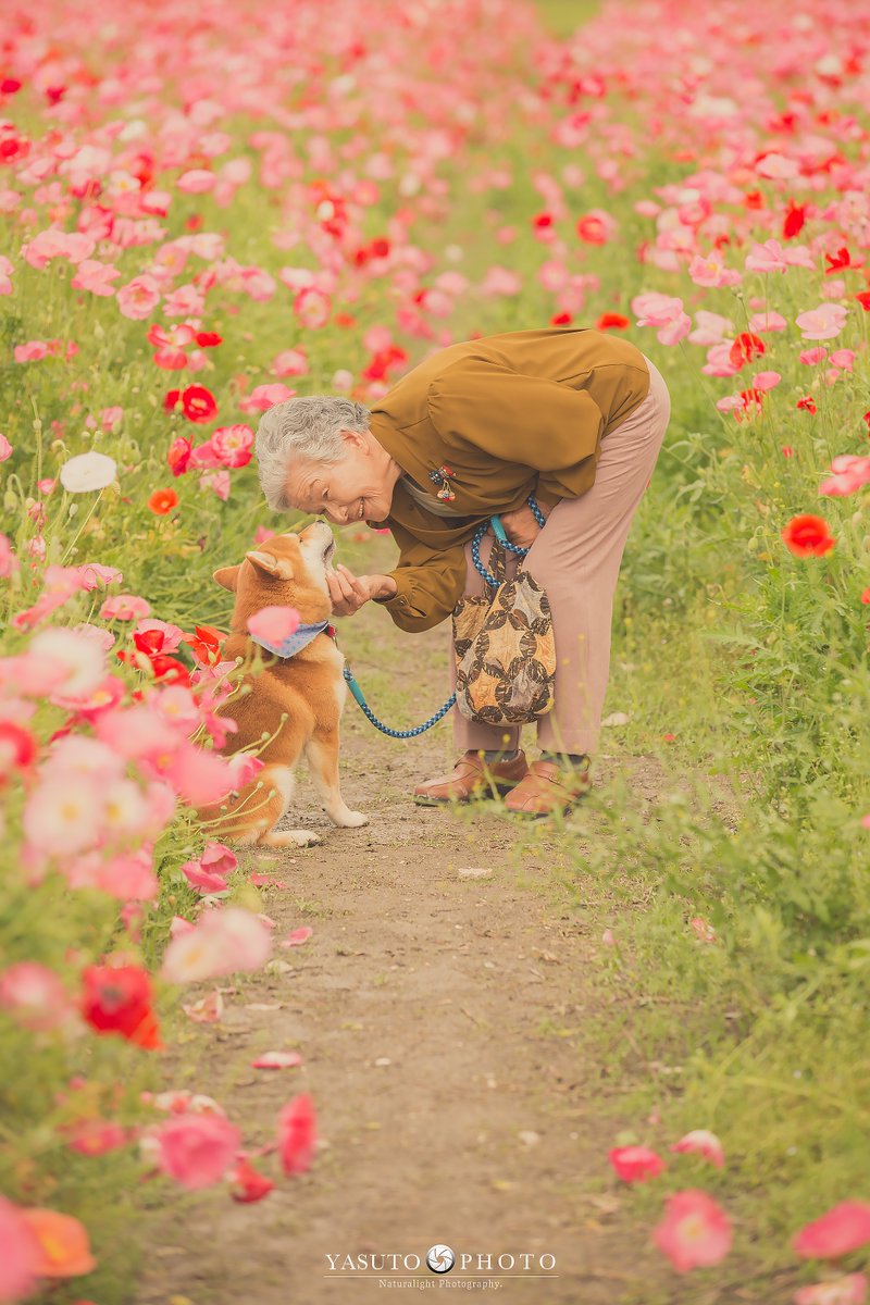 Bộ ảnh bà ngoại và Shiba Inu: Bốn mùa xuân, hạ, thu đông, lòng mãi nhẹ tênh như mây trời Bộ ảnh bà ngoại và Shiba Inu: Bốn mùa xuân, hạ, thu đông, lòng mãi nhẹ tênh như mây trời