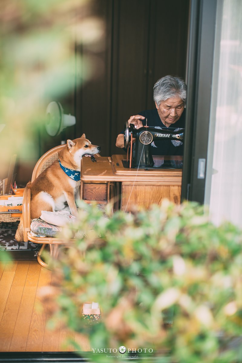 Bộ ảnh bà ngoại và Shiba Inu: Bốn mùa xuân, hạ, thu đông, lòng mãi nhẹ tênh như mây trời Bộ ảnh bà ngoại và Shiba Inu: Bốn mùa xuân, hạ, thu đông, lòng mãi nhẹ tênh như mây trời
