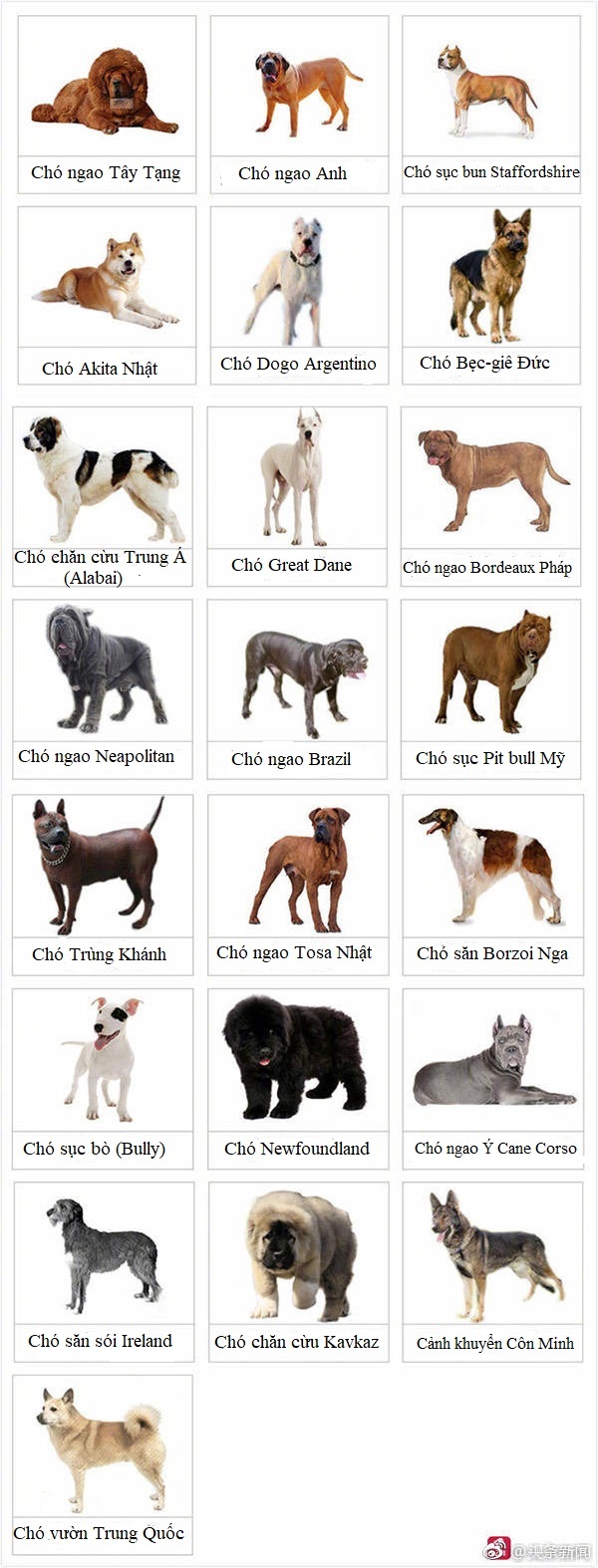 Trung Quốc: Thành phố ban lệnh cấm nuôi chó, hội yêu thú cưng lo ngại chỉ là cái cớ tiêu diệt chó lang thang Trung Quốc: Thành phố ban lệnh cấm nuôi chó, hội yêu thú cưng lo ngại chỉ là cái cớ tiêu diệt chó lang thang
