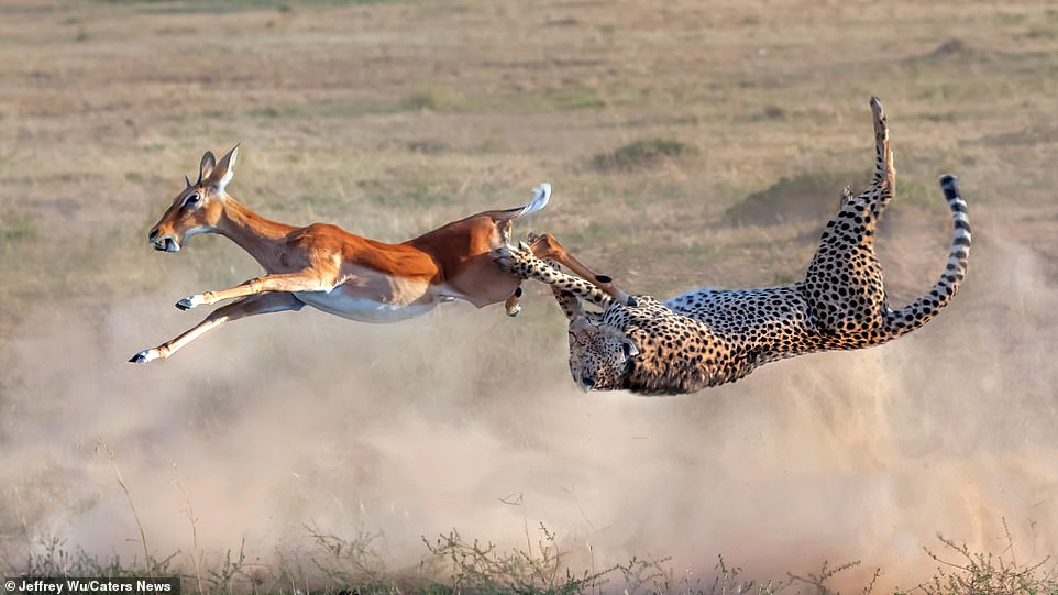 Cảnh tượng phi thường của tự nhiên: Báo cheetah lộn ngược điệu nghệ khi rượt đuổi linh dương Cảnh tượng phi thường của tự nhiên: Báo cheetah lộn ngược điệu nghệ khi rượt đuổi linh dương