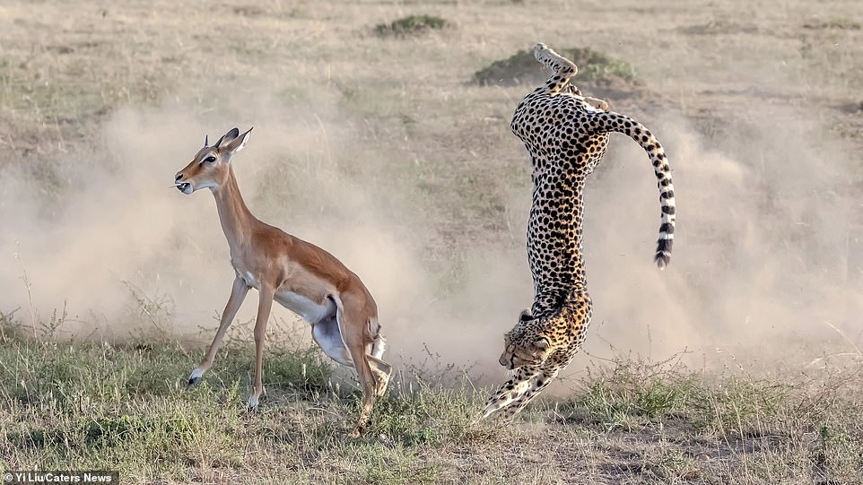 Cảnh tượng phi thường của tự nhiên: Báo cheetah lộn ngược điệu nghệ khi rượt đuổi linh dương Cảnh tượng phi thường của tự nhiên: Báo cheetah lộn ngược điệu nghệ khi rượt đuổi linh dương