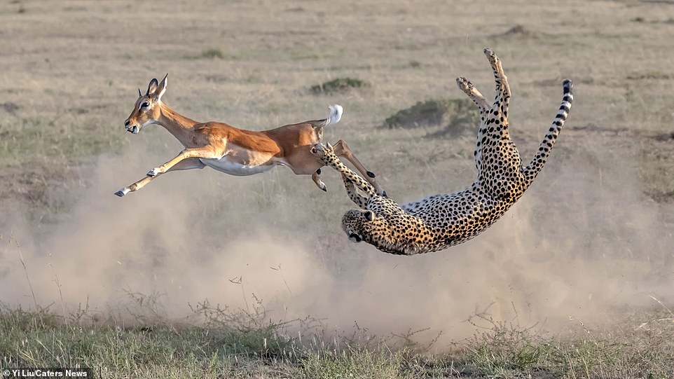 Cảnh tượng phi thường của tự nhiên: Báo cheetah lộn ngược điệu nghệ khi rượt đuổi linh dương Cảnh tượng phi thường của tự nhiên: Báo cheetah lộn ngược điệu nghệ khi rượt đuổi linh dương