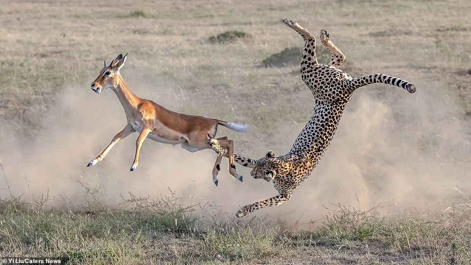 Cảnh tượng phi thường của tự nhiên: Báo cheetah lộn ngược điệu nghệ khi rượt đuổi linh dương Cảnh tượng phi thường của tự nhiên: Báo cheetah lộn ngược điệu nghệ khi rượt đuổi linh dương