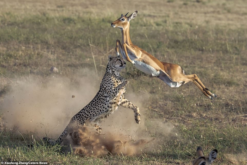 Cảnh tượng phi thường của tự nhiên: Báo cheetah lộn ngược điệu nghệ khi rượt đuổi linh dương Cảnh tượng phi thường của tự nhiên: Báo cheetah lộn ngược điệu nghệ khi rượt đuổi linh dương