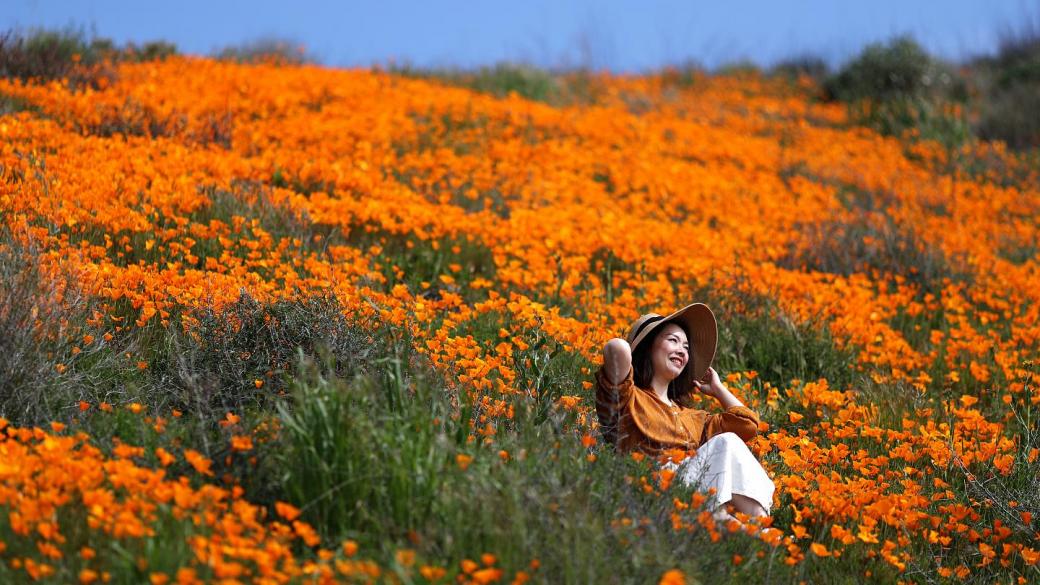 Nhà giàu 'chơi lớn', đáp trực thăng làm tan hoang cánh đồng hoa anh túc tại California Nhà giàu 'chơi lớn', đáp trực thăng làm tan hoang cánh đồng hoa anh túc tại California