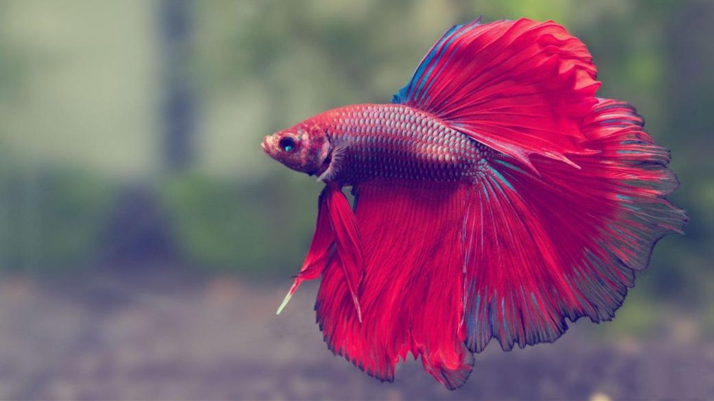 Cá Betta trống: Những ông bố xinh đẹp và đảm đang trong thế giới động vật Cá Betta trống: Những ông bố xinh đẹp và đảm đang trong thế giới động vật