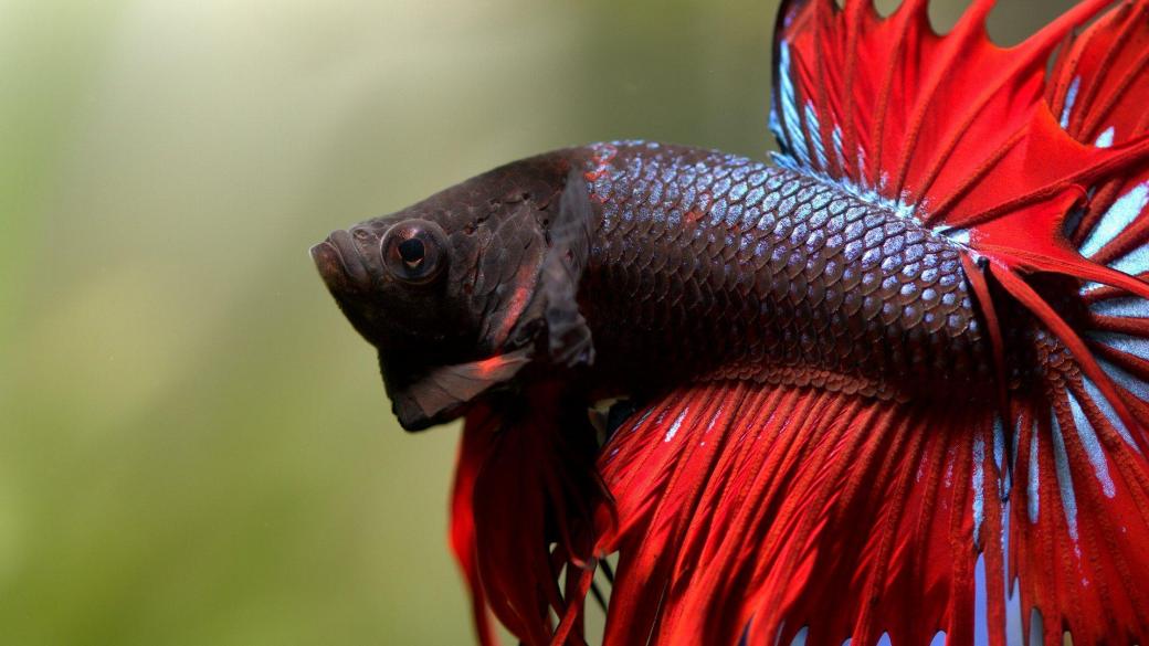 Cá Betta trống: Những ông bố xinh đẹp và đảm đang trong thế giới động vật Cá Betta trống: Những ông bố xinh đẹp và đảm đang trong thế giới động vật