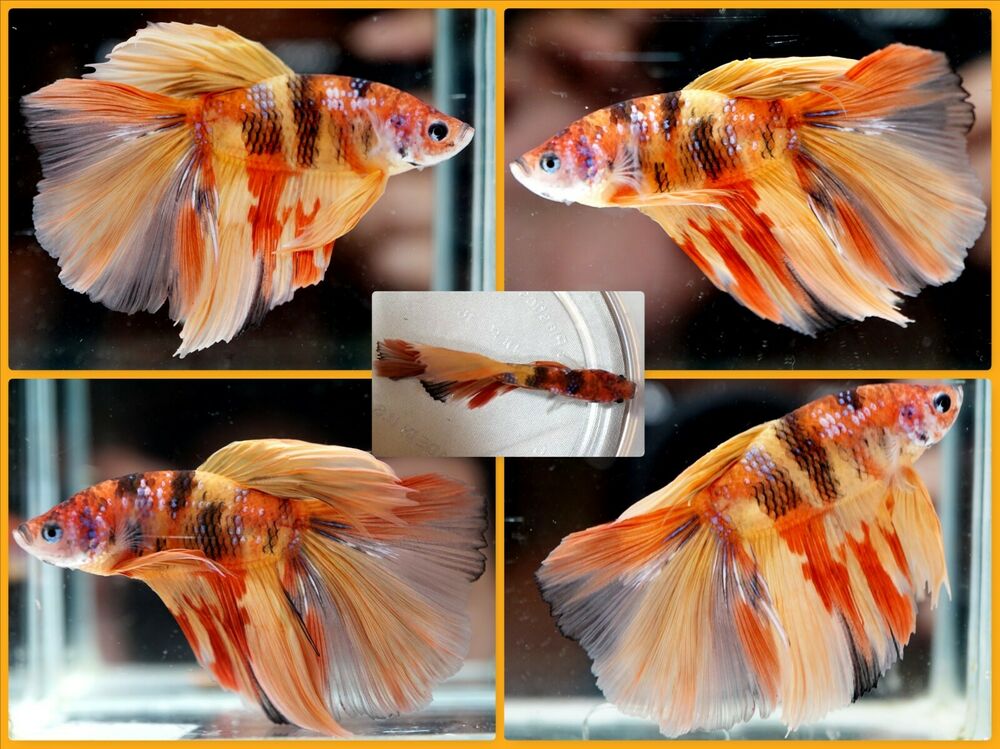 Cá Betta trống: Những ông bố xinh đẹp và đảm đang trong thế giới động vật Cá Betta trống: Những ông bố xinh đẹp và đảm đang trong thế giới động vật
