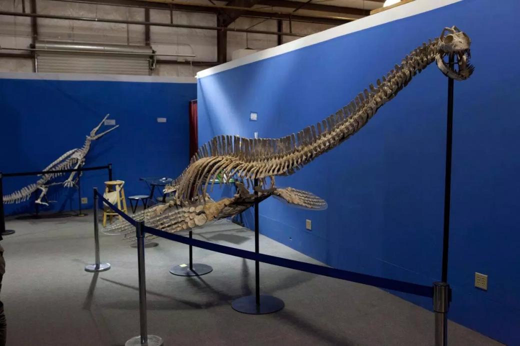 Hoá thạch 70 triệu năm tuổi nghi ngờ của 'quái vật hồ Loch Ness đời thực' được tìm thấy ở Nam Cực Hoá thạch 70 triệu năm tuổi nghi ngờ của 'quái vật hồ Loch Ness đời thực' được tìm thấy ở Nam Cực