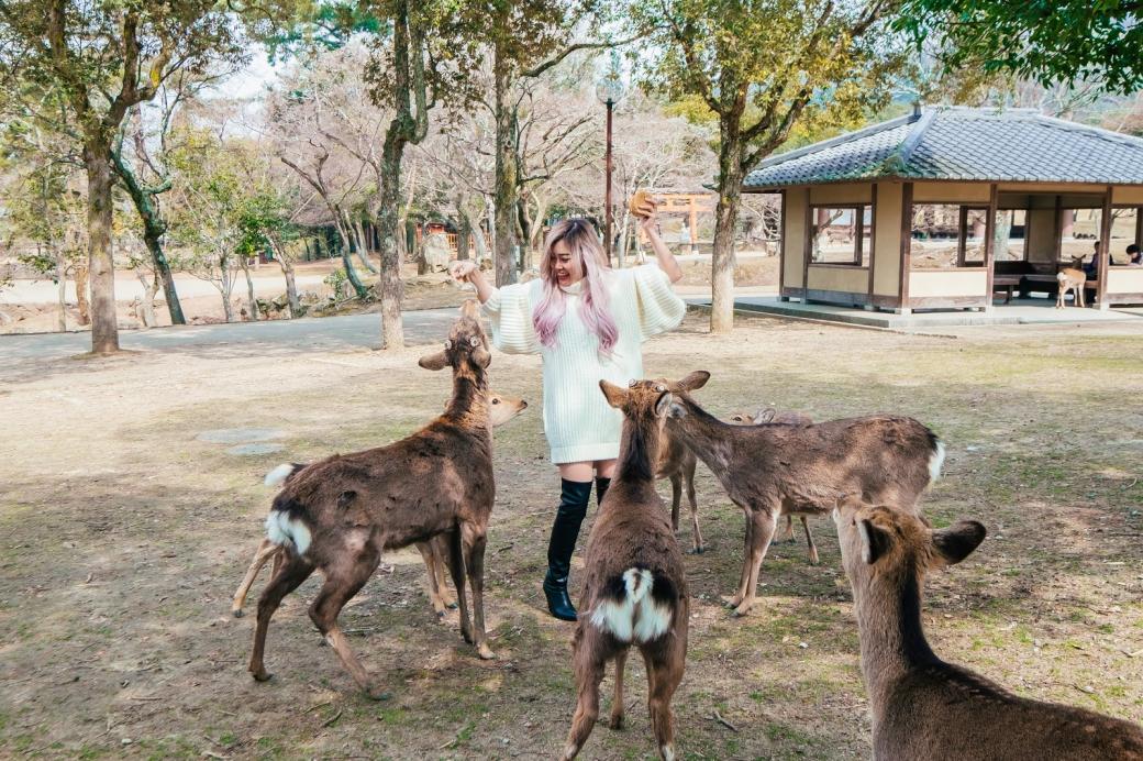 Hươu Nara quý chết trong tình trạng gầy trơ xương vì ăn phải rác thải nhựa từ khách du lịch Hươu Nara quý chết trong tình trạng gầy trơ xương vì ăn phải rác thải nhựa từ khách du lịch