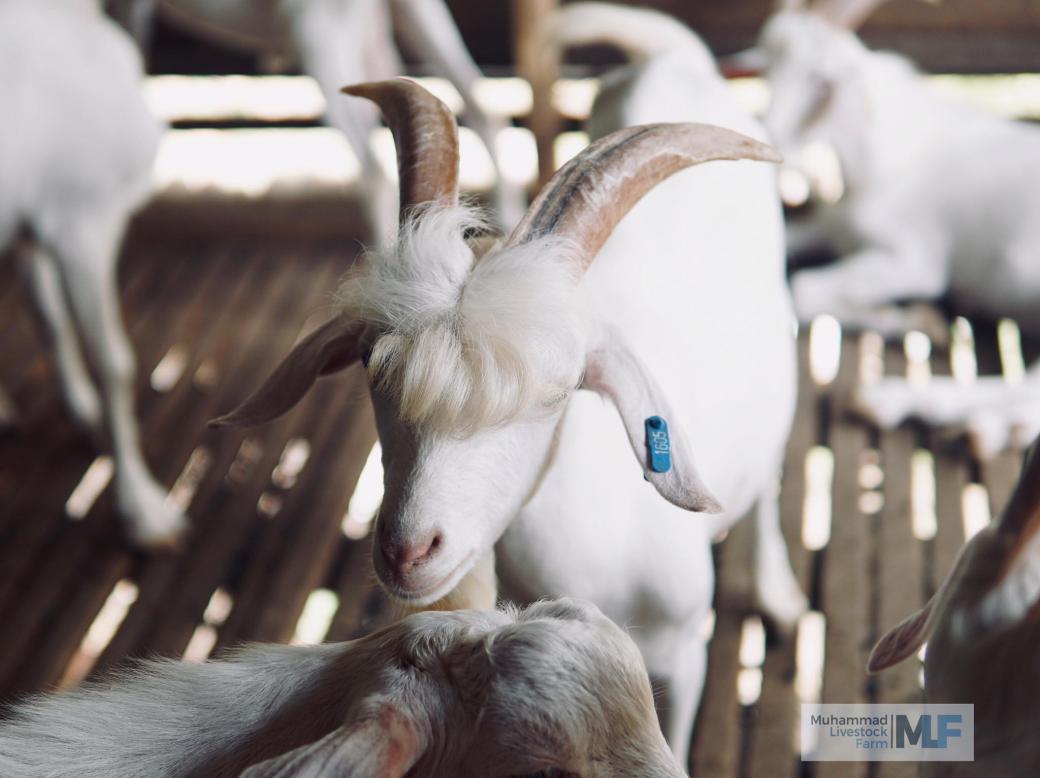 Chân dung chú dê đẹp trai được gọi là 'sinh vật hoàn mỹ nhất thế giới' đang nổi tiếng rần rần trên MXH Chân dung chú dê đẹp trai được gọi là 'sinh vật hoàn mỹ nhất thế giới' đang nổi tiếng rần rần trên MXH