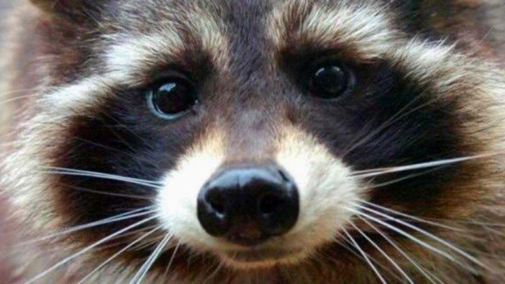 Muốn nuôi Raccoon dễ thương? Hãy nghĩ lại đi vì lũ gấu mèo này rất nguy hiểm! Muốn nuôi Raccoon dễ thương? Hãy nghĩ lại đi vì lũ gấu mèo này rất nguy hiểm!