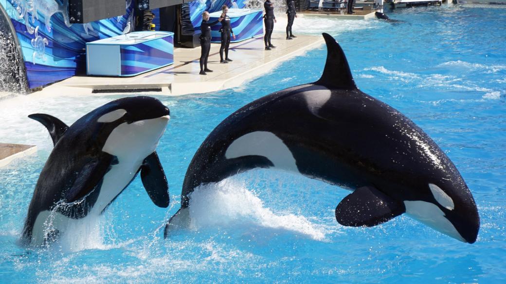 TripAdvisor ngừng bán các loại vé tham quan SeaWorld cùng rất nhiều công viên đại dương khác TripAdvisor ngừng bán các loại vé tham quan SeaWorld cùng rất nhiều công viên đại dương khác