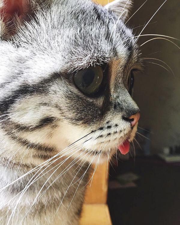 Cô mèo ngày nào cũng 'tôi buồn không hiểu vì sao tôi buồn' Cô mèo ngày nào cũng 'tôi buồn không hiểu vì sao tôi buồn'