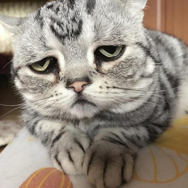 Cô mèo ngày nào cũng 'tôi buồn không hiểu vì sao tôi buồn' Cô mèo ngày nào cũng 'tôi buồn không hiểu vì sao tôi buồn'
