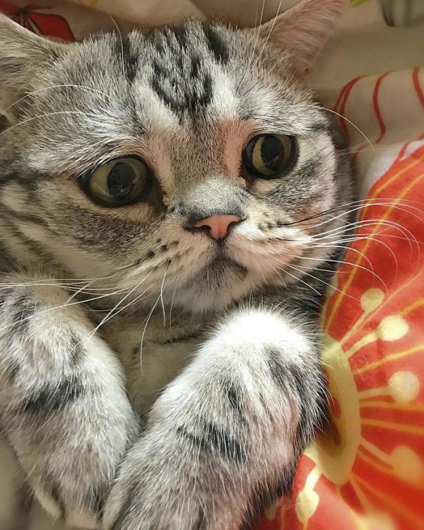 Cô mèo ngày nào cũng 'tôi buồn không hiểu vì sao tôi buồn' Cô mèo ngày nào cũng 'tôi buồn không hiểu vì sao tôi buồn'