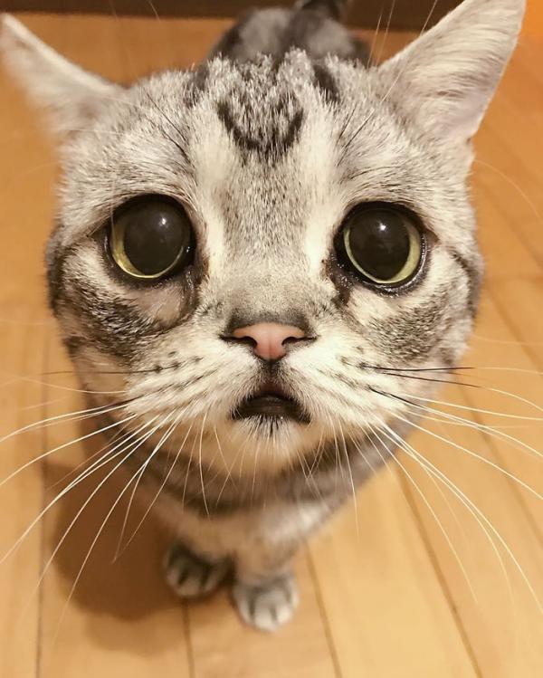 Cô mèo ngày nào cũng 'tôi buồn không hiểu vì sao tôi buồn' Cô mèo ngày nào cũng 'tôi buồn không hiểu vì sao tôi buồn'