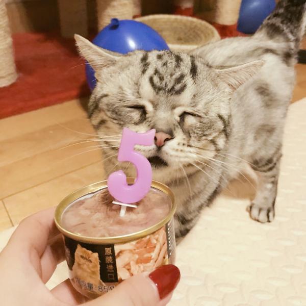 Cô mèo ngày nào cũng 'tôi buồn không hiểu vì sao tôi buồn' Cô mèo ngày nào cũng 'tôi buồn không hiểu vì sao tôi buồn'