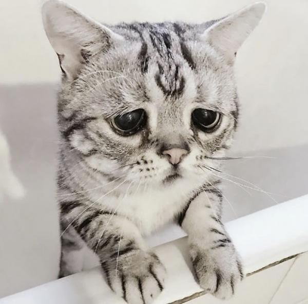 Cô mèo ngày nào cũng 'tôi buồn không hiểu vì sao tôi buồn' Cô mèo ngày nào cũng 'tôi buồn không hiểu vì sao tôi buồn'