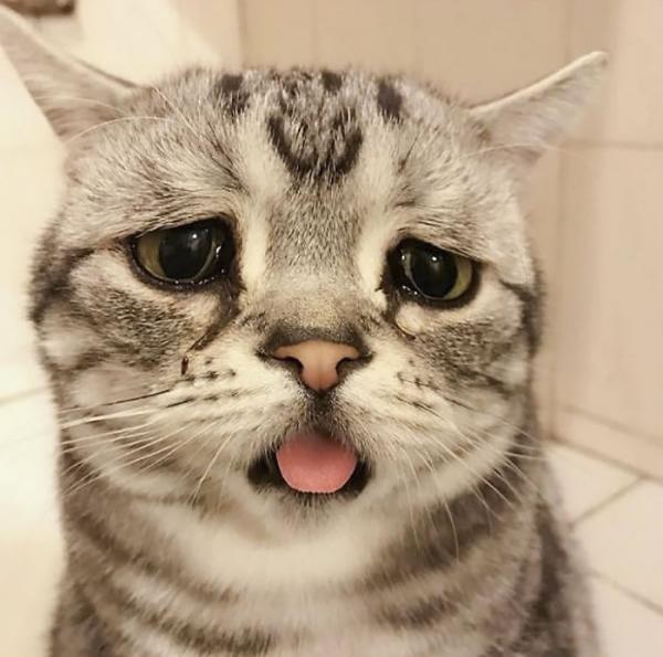 Cô mèo ngày nào cũng 'tôi buồn không hiểu vì sao tôi buồn' Cô mèo ngày nào cũng 'tôi buồn không hiểu vì sao tôi buồn'