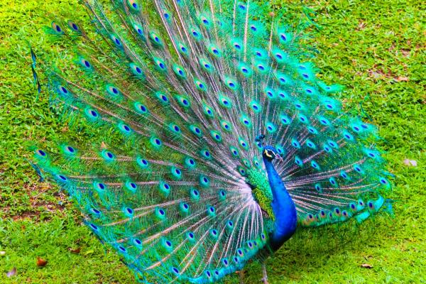 Những loài động vật chứng minh giống đực mới là... phái yếu Những loài động vật chứng minh giống đực mới là... phái yếu