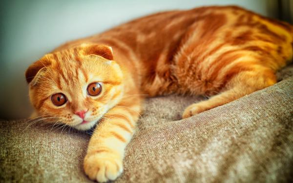 Không cần nhòm phía dưới, bạn vẫn biết được giới tính của mèo cưng bằng màu sắc đấy Không cần nhòm phía dưới, bạn vẫn biết được giới tính của mèo cưng bằng màu sắc đấy