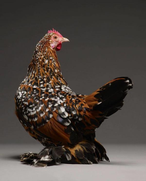 Bên cạnh hotboy và hotgirl, giờ ta có cả 'hotchick' Bên cạnh hotboy và hotgirl, giờ ta có cả 'hotchick'