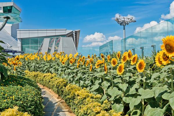 Chuyện chỉ có ở Singapore: Biến sân bay thành điểm du lịch Chuyện chỉ có ở Singapore: Biến sân bay thành điểm du lịch