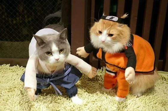 Các 'boss' bình thường đã đáng yêu, gặp 'sen' có tâm lại càng dễ cưng gấp bội! Các 'boss' bình thường đã đáng yêu, gặp 'sen' có tâm lại càng dễ cưng gấp bội!