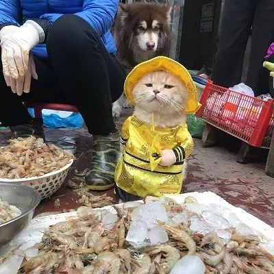 Các 'boss' bình thường đã đáng yêu, gặp 'sen' có tâm lại càng dễ cưng gấp bội! Các 'boss' bình thường đã đáng yêu, gặp 'sen' có tâm lại càng dễ cưng gấp bội!