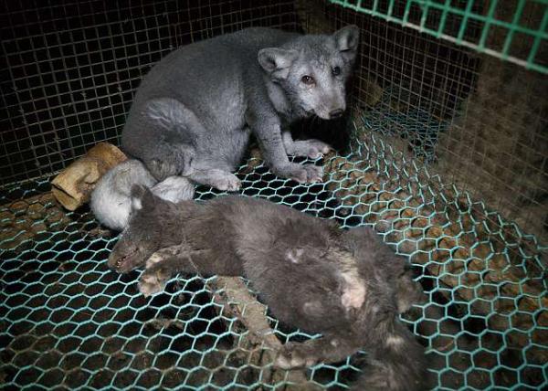 Cáo nuôi để lấy lông làm áo: Béo phì, mù mắt và bị nhốt chung lồng với xác chó Cáo nuôi để lấy lông làm áo: Béo phì, mù mắt và bị nhốt chung lồng với xác chó