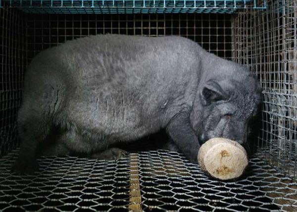 Cáo nuôi để lấy lông làm áo: Béo phì, mù mắt và bị nhốt chung lồng với xác chó Cáo nuôi để lấy lông làm áo: Béo phì, mù mắt và bị nhốt chung lồng với xác chó