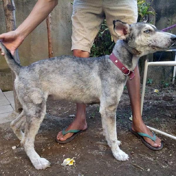 Chó Husky bị bỏ đói đến chỉ còn da bọc xương đã tìm được tổ ấm mới Chó Husky bị bỏ đói đến chỉ còn da bọc xương đã tìm được tổ ấm mới
