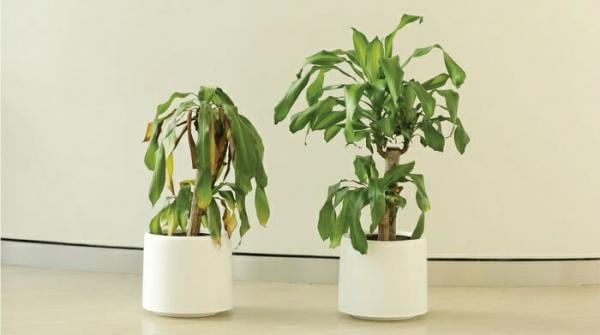 Chiến dịch chống bạo lực học đường của IKEA: Cho học sinh mắng chửi cây xanh trong 1 tháng và theo dõi kết quả Chiến dịch chống bạo lực học đường của IKEA: Cho học sinh mắng chửi cây xanh trong 1 tháng và theo dõi kết quả