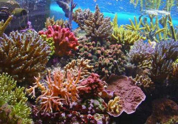 Hawaii cấm bán kem chống nắng cho khách du lịch vì lí do lạ lùng này Hawaii cấm bán kem chống nắng cho khách du lịch vì lí do lạ lùng này