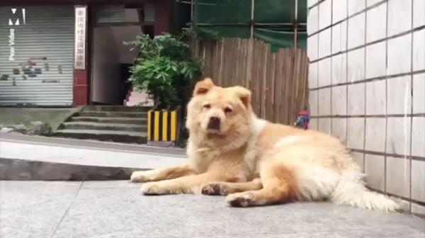 'Chó Hachiko phiên bản Trung Quốc' mỗi ngày dành 12 tiếng nằm ở nhà ga đợi chủ đi làm về 'Chó Hachiko phiên bản Trung Quốc' mỗi ngày dành 12 tiếng nằm ở nhà ga đợi chủ đi làm về