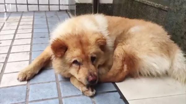 'Chó Hachiko phiên bản Trung Quốc' mỗi ngày dành 12 tiếng nằm ở nhà ga đợi chủ đi làm về 'Chó Hachiko phiên bản Trung Quốc' mỗi ngày dành 12 tiếng nằm ở nhà ga đợi chủ đi làm về