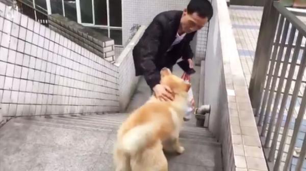 'Chó Hachiko phiên bản Trung Quốc' mỗi ngày dành 12 tiếng nằm ở nhà ga đợi chủ đi làm về 'Chó Hachiko phiên bản Trung Quốc' mỗi ngày dành 12 tiếng nằm ở nhà ga đợi chủ đi làm về