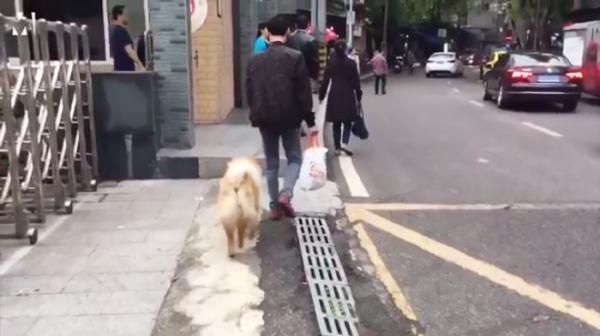 'Chó Hachiko phiên bản Trung Quốc' mỗi ngày dành 12 tiếng nằm ở nhà ga đợi chủ đi làm về 'Chó Hachiko phiên bản Trung Quốc' mỗi ngày dành 12 tiếng nằm ở nhà ga đợi chủ đi làm về