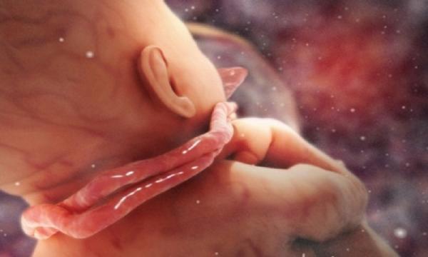 5 điều thai nhi thích làm nhất khi còn ở trong bụng mẹ 5 điều thai nhi thích làm nhất khi còn ở trong bụng mẹ