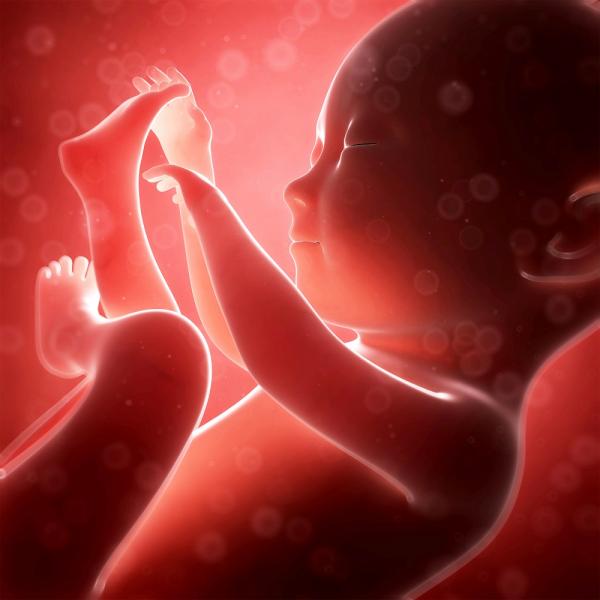5 điều thai nhi thích làm nhất khi còn ở trong bụng mẹ 5 điều thai nhi thích làm nhất khi còn ở trong bụng mẹ