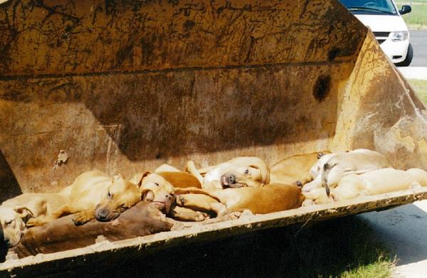PETA - Kẻ đạo đức giả đằng sau những thông điệp nhân đạo? (Kỳ 2) PETA - Kẻ đạo đức giả đằng sau những thông điệp nhân đạo? (Kỳ 2)